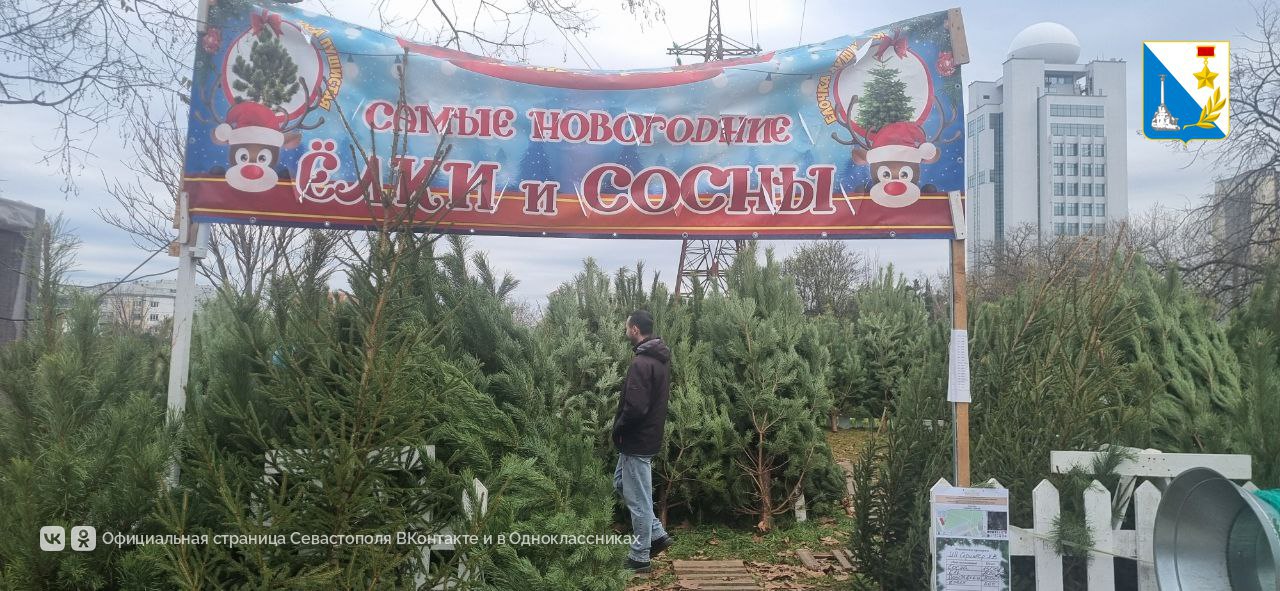 В Севастополе начали работу 20 официальных ёлочных базаров