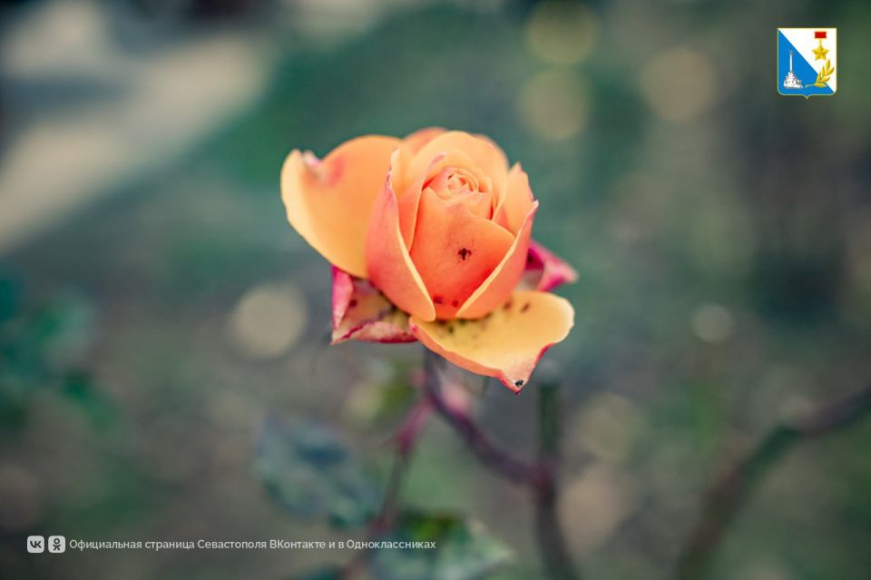 ����������� ������� � ������� ������� ��������� ������� � ����