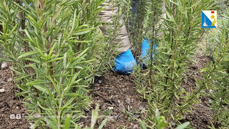 Специалисты «Парков и скверов» завершают высадку кустарников и деревьев в сквере 60-летия СССР Специалисты «Парков и скверов» завершают высадку кустарников и деревьев в сквере 60-летия СССР