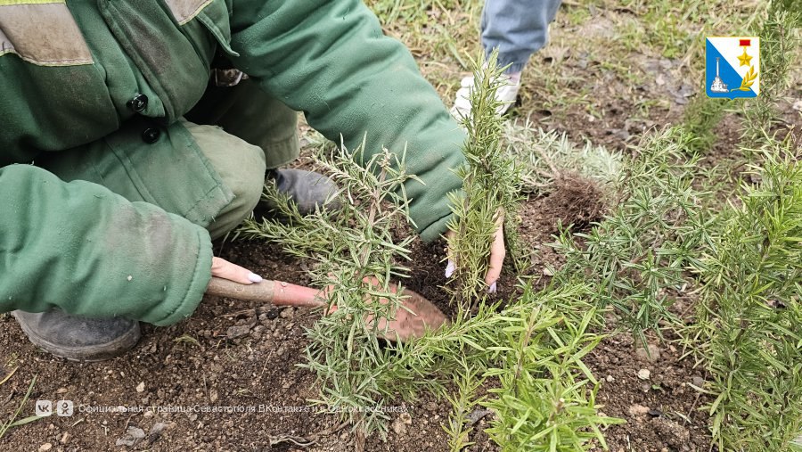 Специалисты «Парков и скверов» завершают высадку кустарников и деревьев в сквере 60-летия СССР