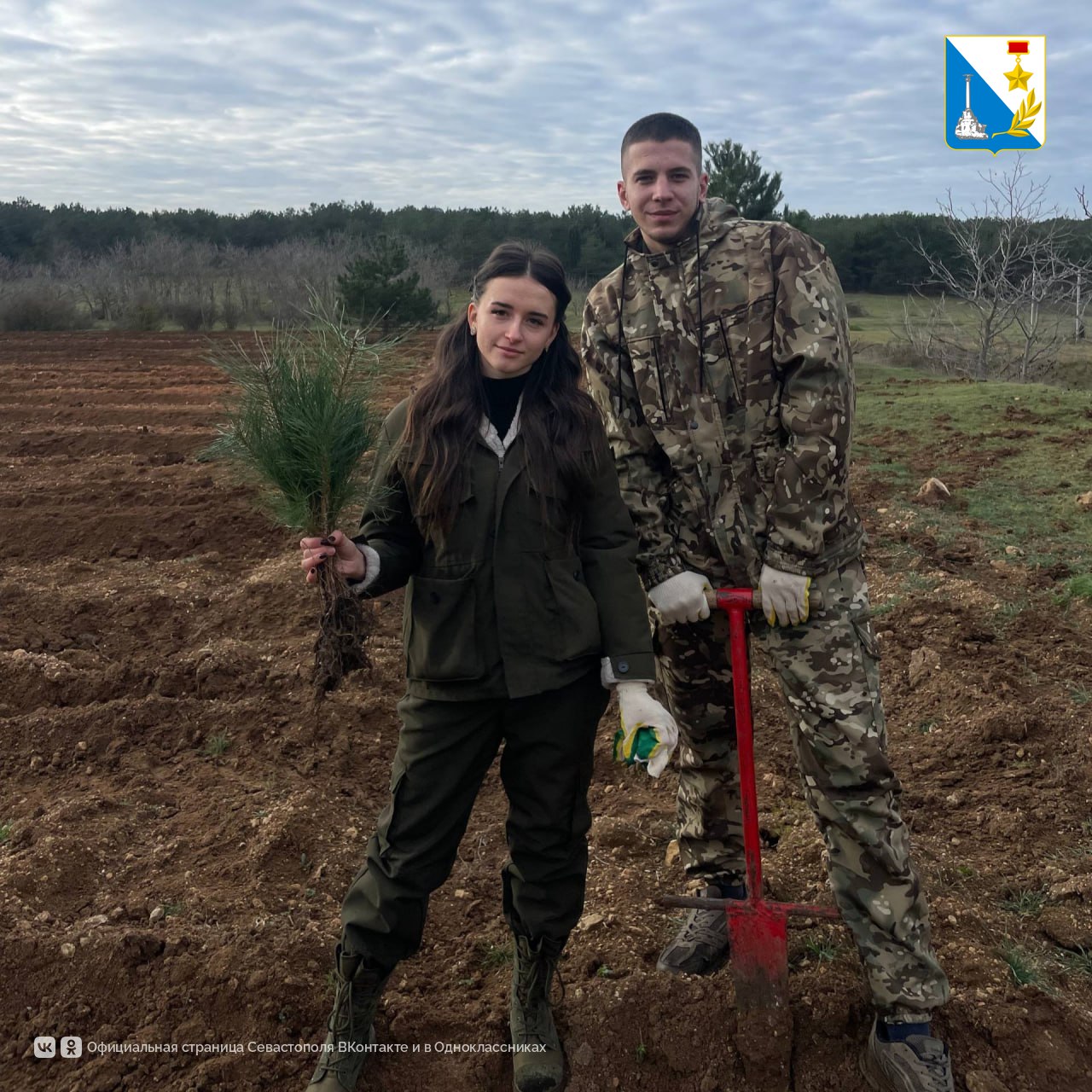 В севастопольском лесничестве высадили более трёх тысяч сеянцев крымской сосны