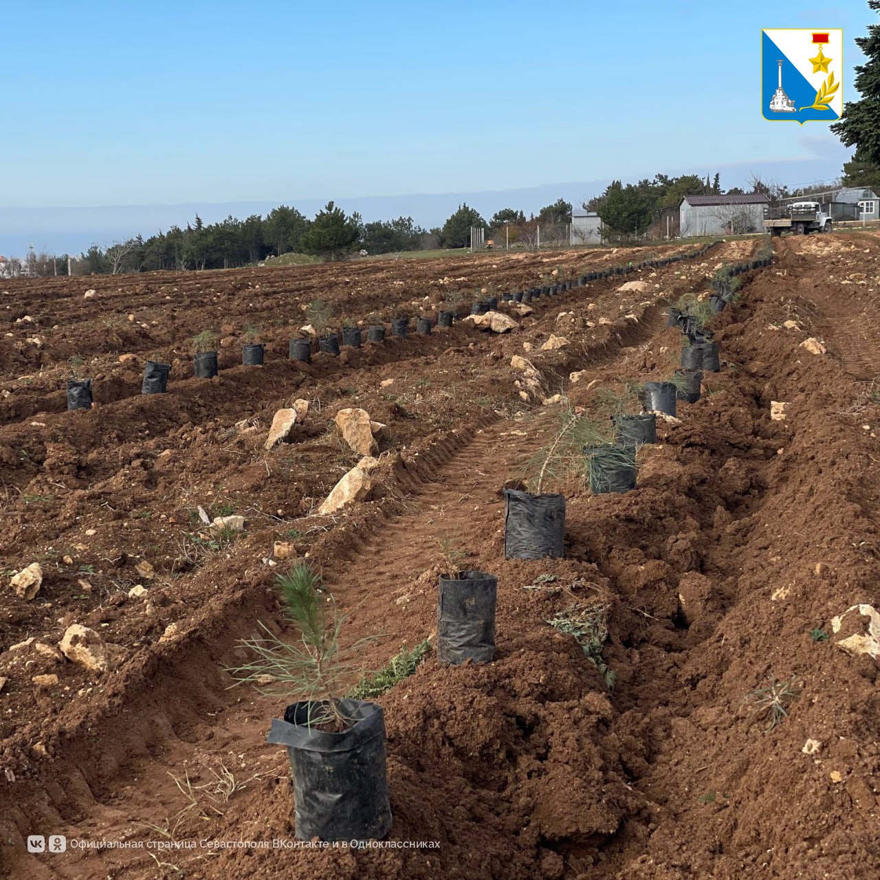 В севастопольском лесничестве высадили более трёх тысяч сеянцев крымской сосны В севастопольском лесничестве высадили более трёх тысяч сеянцев крымской сосны
