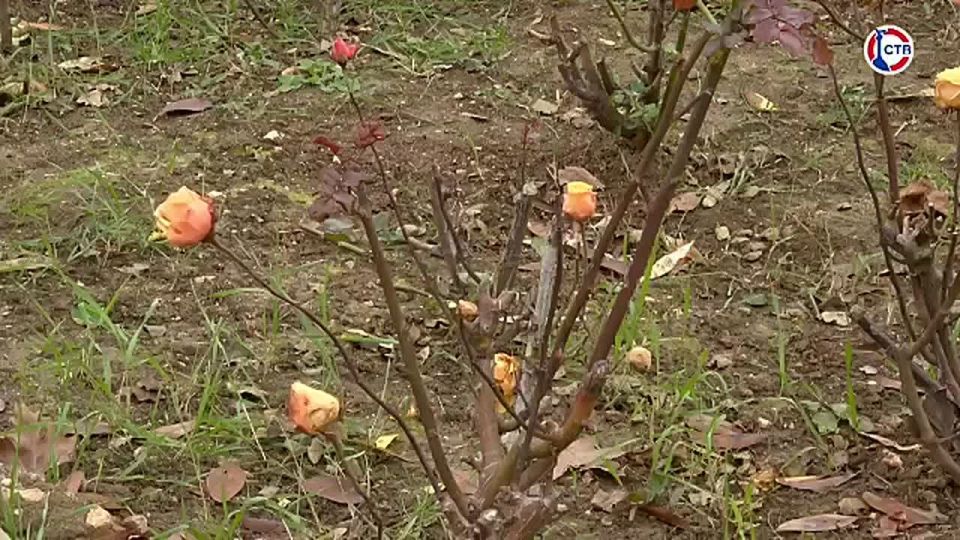 � ����������� ������������ ������ �� ���������� ��������� ����� � ����