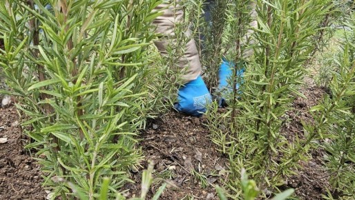 ���������� � ������� �������� � ������ 60-����� ����