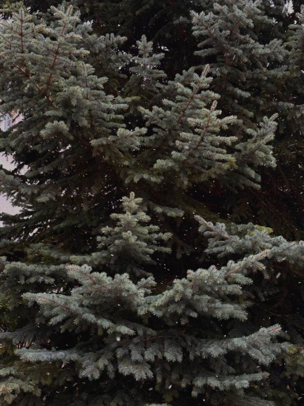 �� ������ ���� 4 ��� !