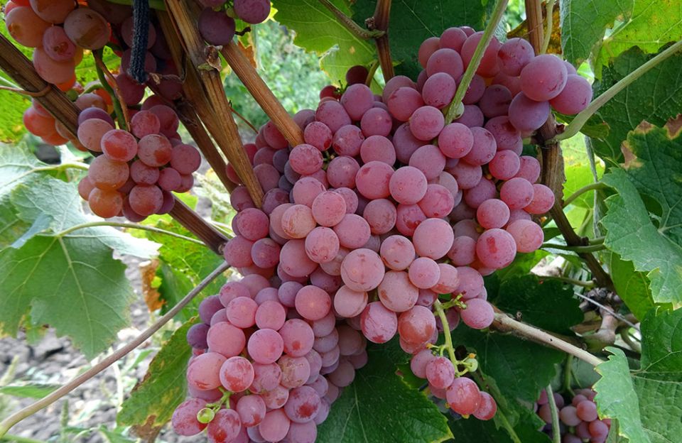 Ҹ�� ������ ������� ����������� ���: ����� ��������� ����� ����� �������?