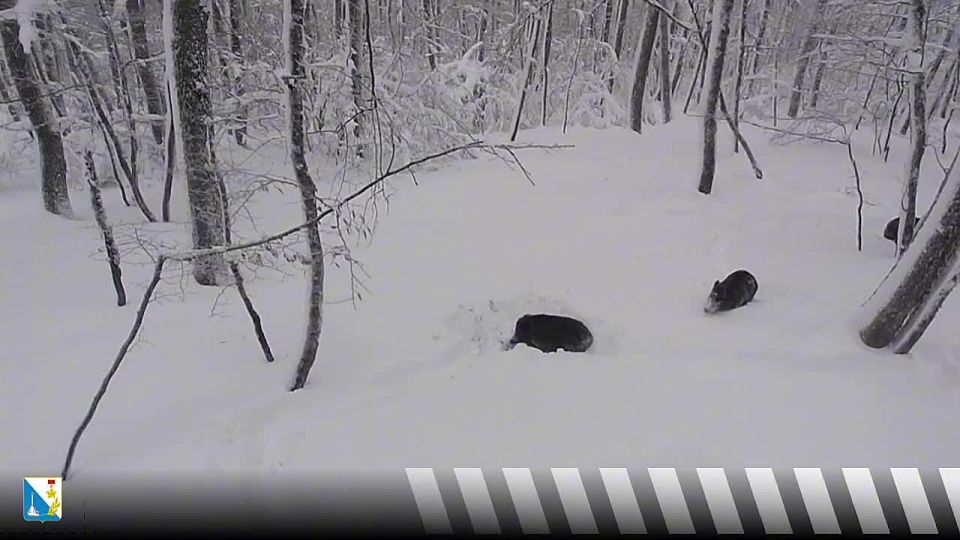 ����� �� ���� �����������: ����� ������� ����������� ����� �������