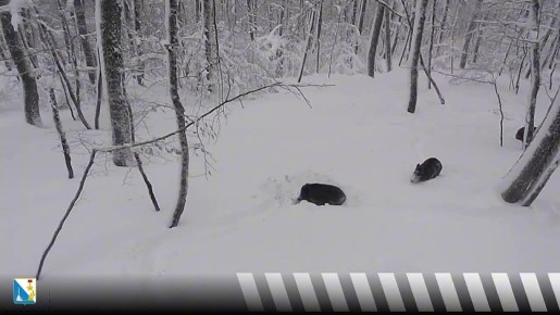 Ничего милее вы сегодня не увидите