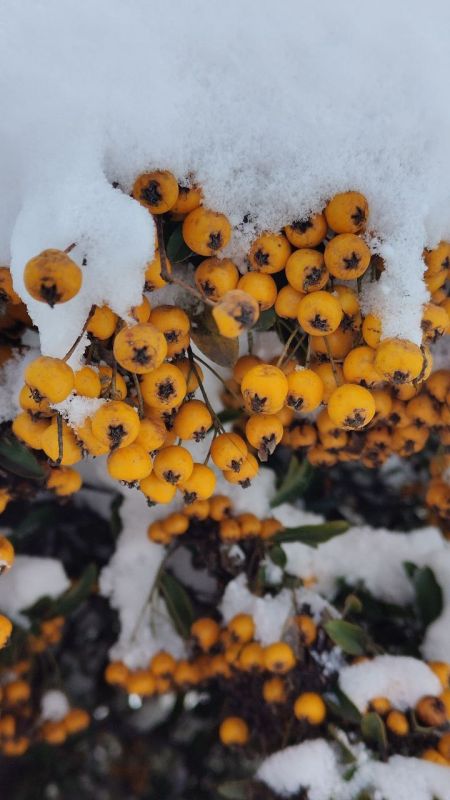 � ������ �����, ������!. �����, ���� �����