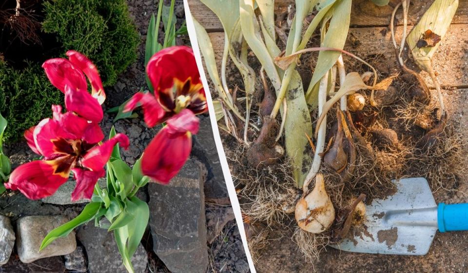 ���� �� ���������� ����� ��������: ��� ����� �����