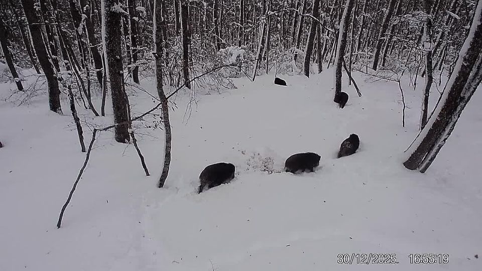 � ��� ��� ��������� �������� ���� ��������� �������