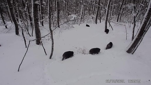 А вот так встречало недавний снег семейство кабанов
