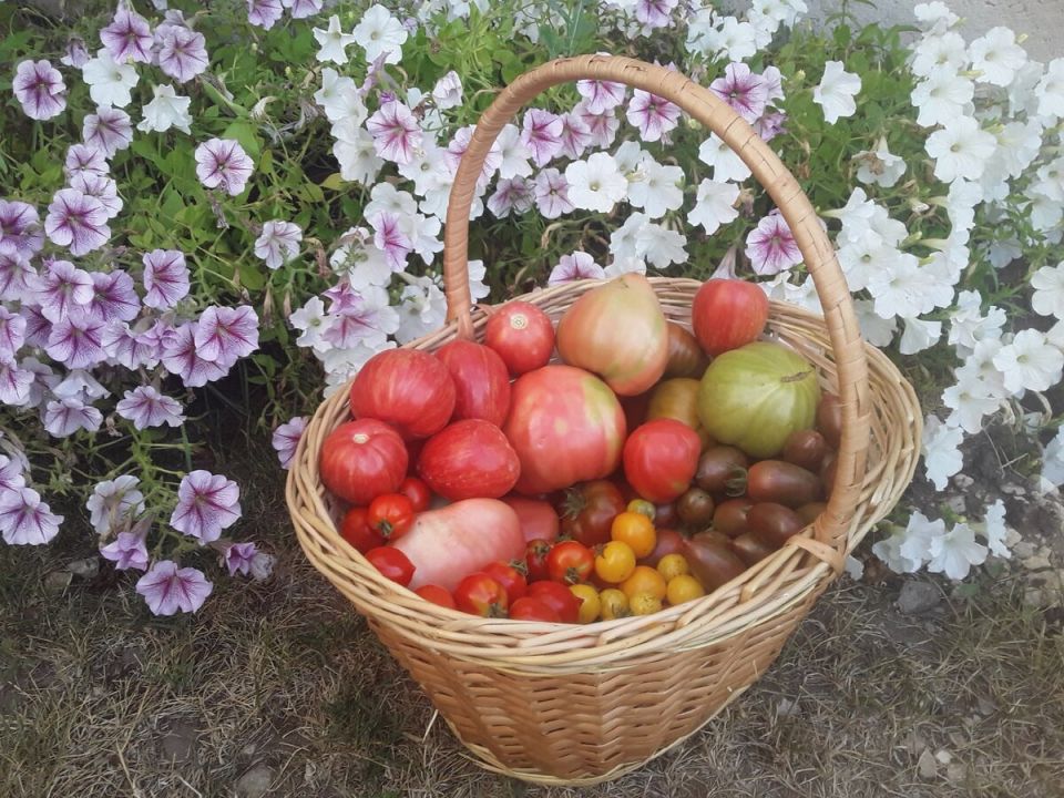 ������� ���������� ���������: � ������� ��� �� �����������?