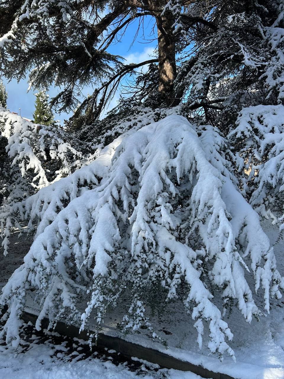 От снежного Севастополя остались только воспоминания ... и шедевральные снимки От снежного Севастополя остались только воспоминания ... и шедевральные снимки