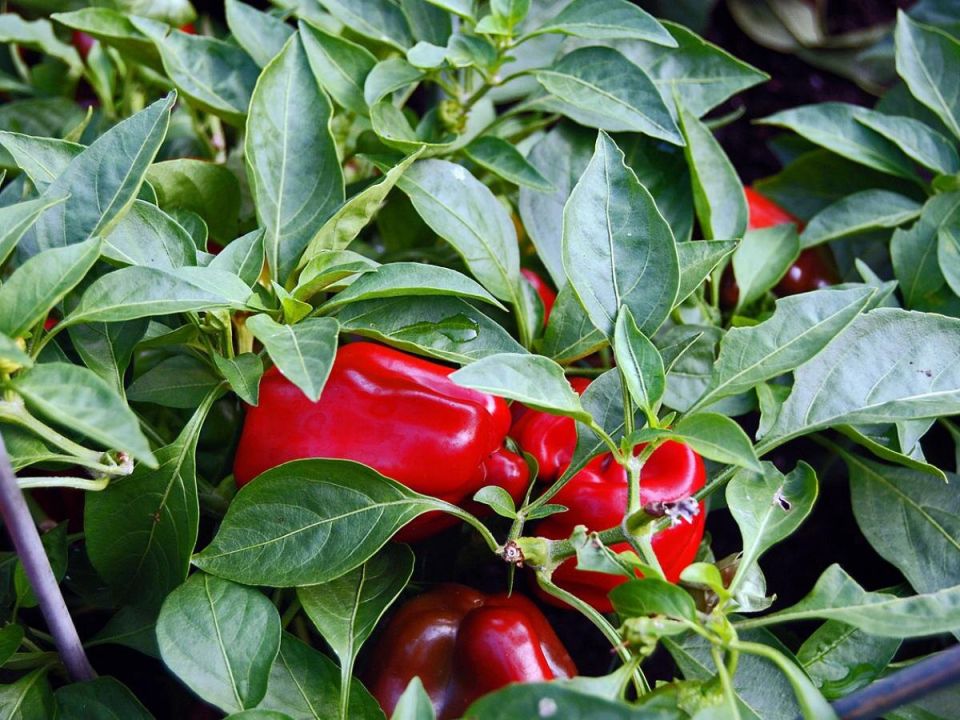 ��� �������� �������� ���������� �����: �������� ������ ��� �����������