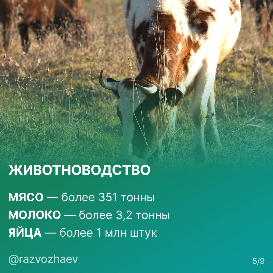 Михаил Развожаев: Итоги 2025 года в сельском хозяйстве Севастополя Михаил Развожаев: Итоги 2025 года в сельском хозяйстве Севастополя