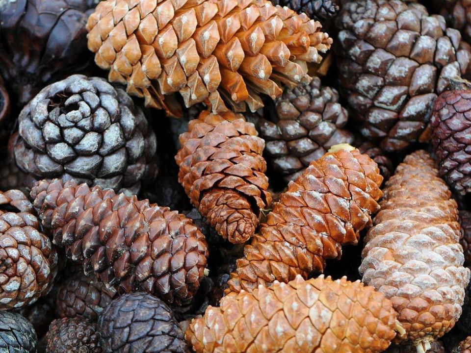 ����� �����: ��� �������� ����� ����� ������ �������� ������ � ����� �� ����������