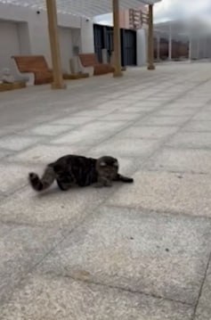 В новом фондохранилище «Херсонеса Таврического» на Античном проспекте теперь живет кошка