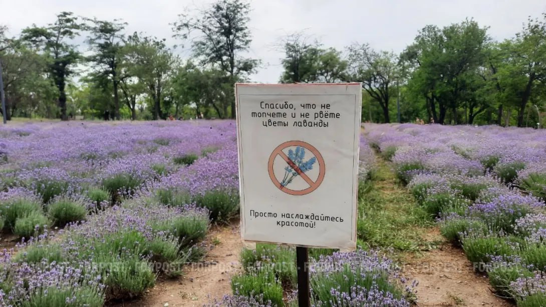 В парке Учкуевка хотят высадить лавандовое поле