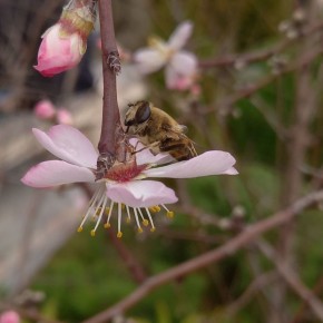 Доброго январского утра!. В Севастополе утром, днем небольшие осадки (дождь, мокрый снег, снежная крупа)