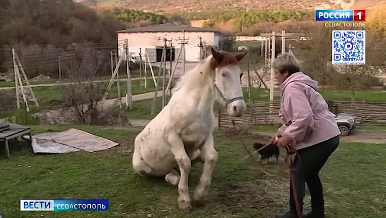 По образованию — ветврач, по призванию — конюх