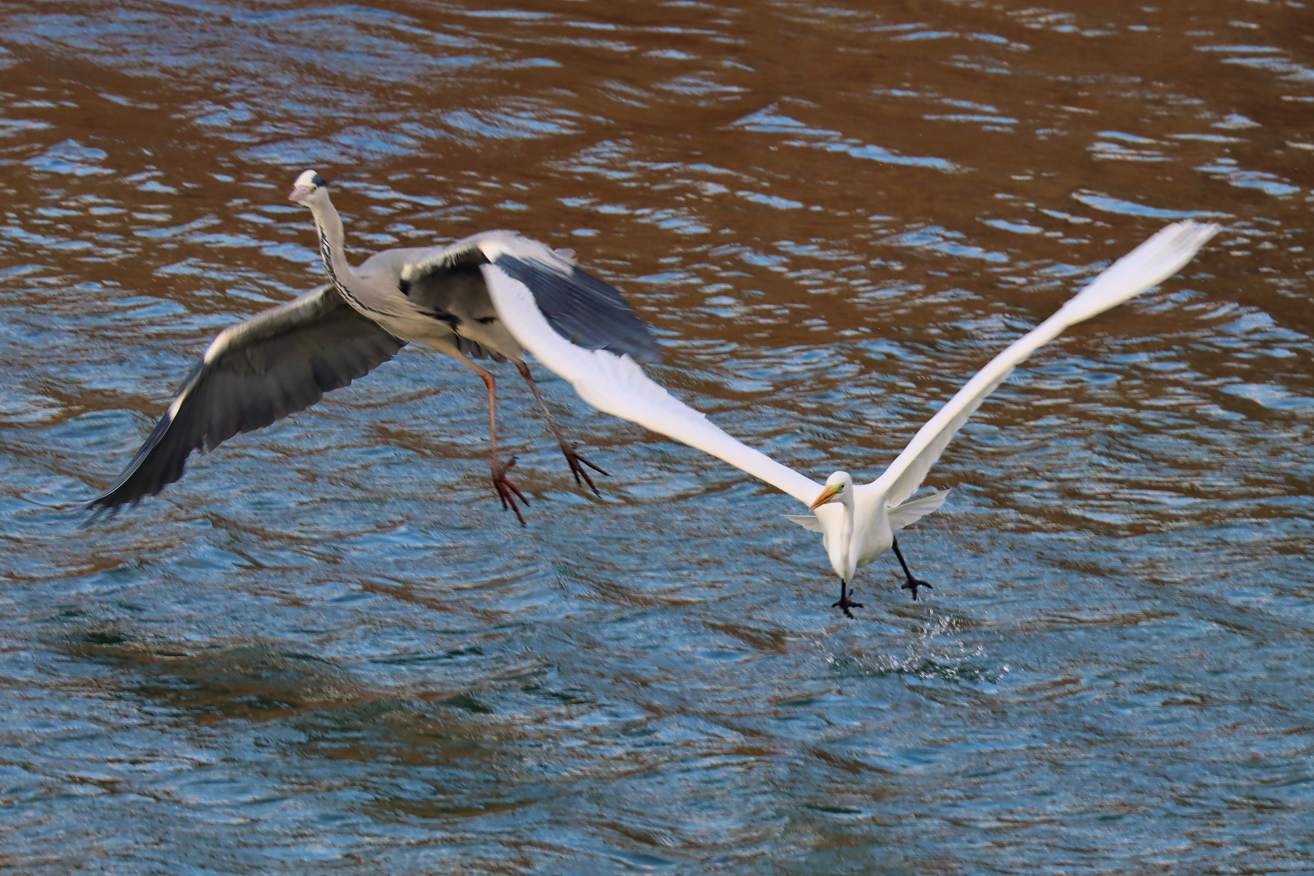 15 января - День зимующих птиц России 15 января - День зимующих птиц России