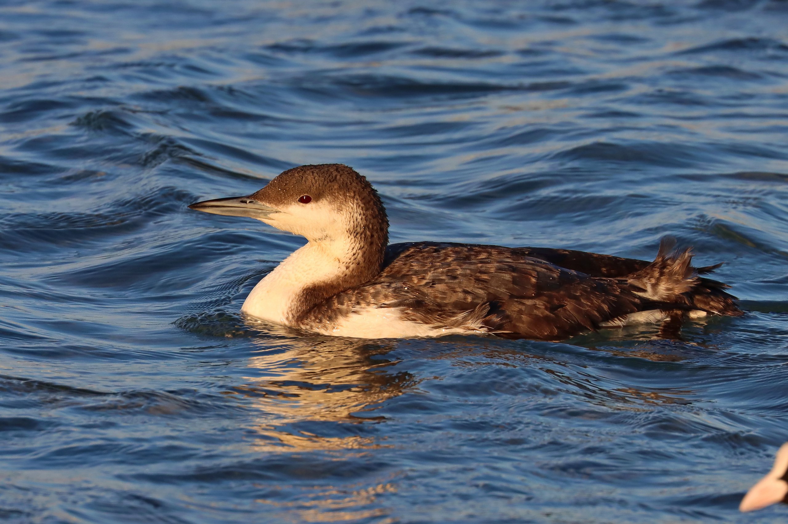 15 января - День зимующих птиц России 15 января - День зимующих птиц России