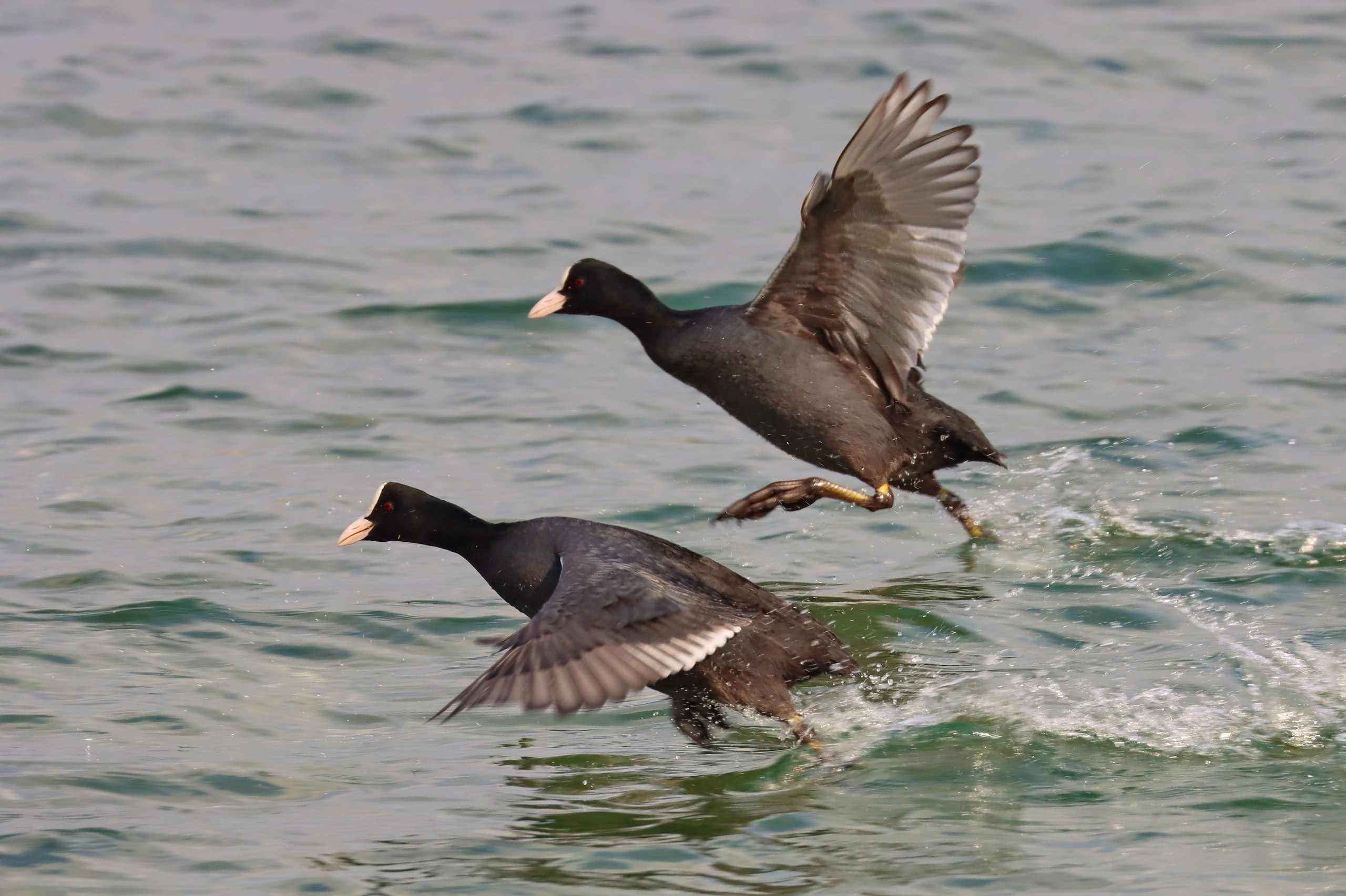 15 января - День зимующих птиц России 15 января - День зимующих птиц России