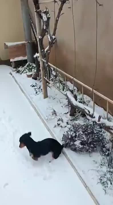 #Нам_пишут. Людям снег может не нравиться, а вот собачкам очень даже весело