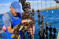 1 В Азовском море могут появиться фермы по выращиванию устриц