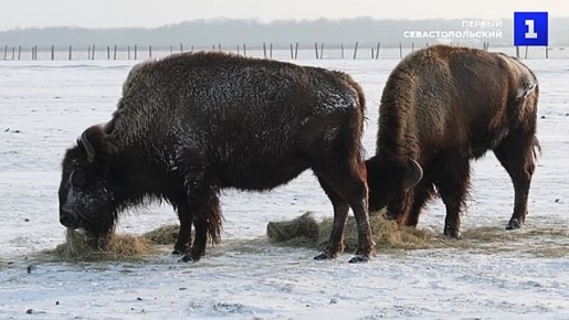 ����� ������, �����, ������ � ������ ���������� ������� � ����� ����������� ��������-���� ���������� �������