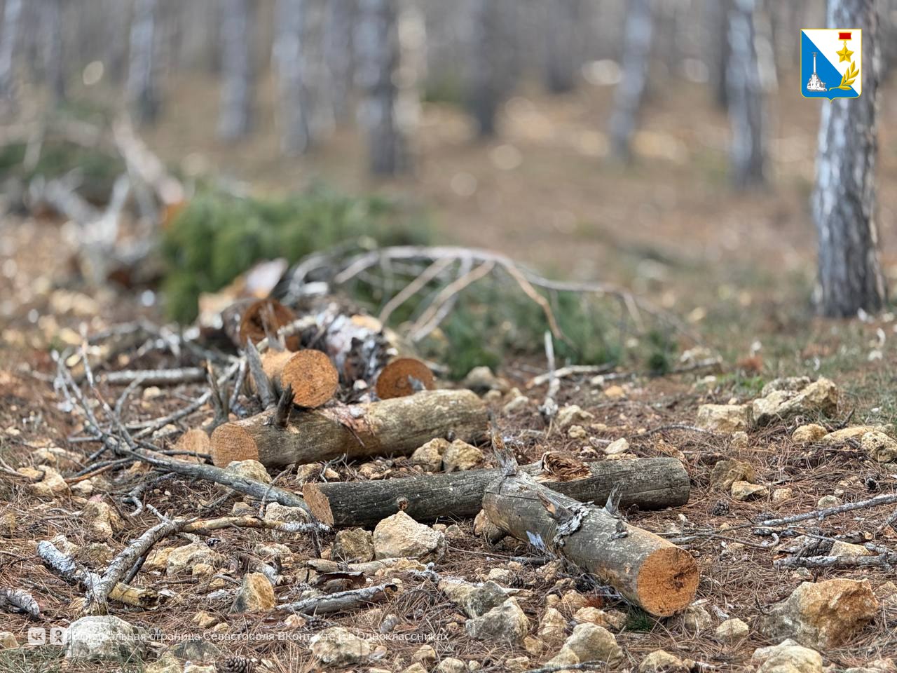 В Мекензевском лесничестве убирают сухую древесину В Мекензевском лесничестве убирают сухую древесину