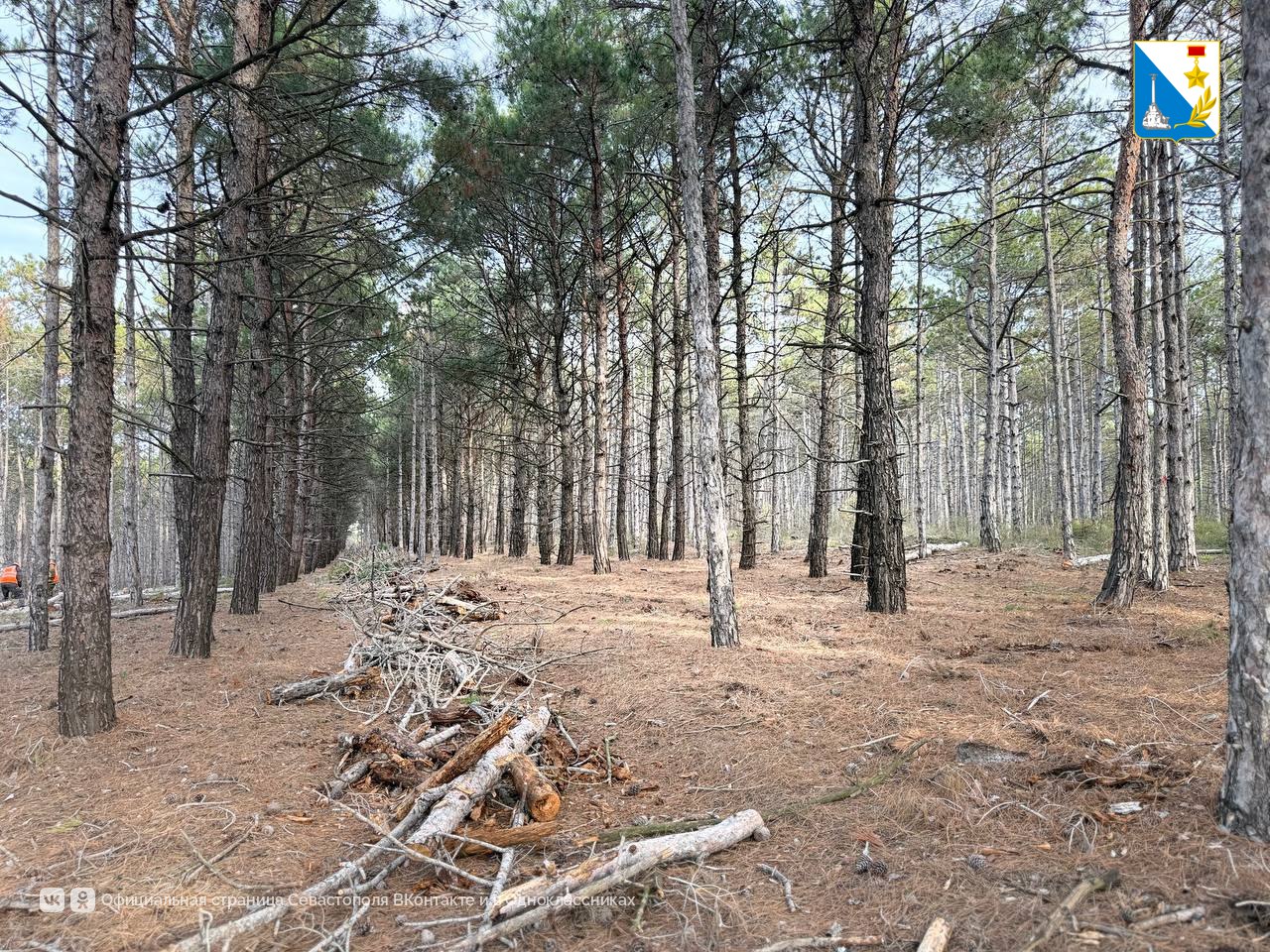 В Мекензевском лесничестве убирают сухую древесину В Мекензевском лесничестве убирают сухую древесину
