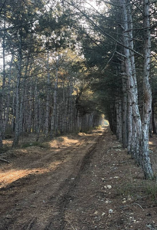 За порядком на лесных территориях постоянно следят специалисты надзорных ведомств За порядком на лесных территориях постоянно следят специалисты надзорных ведомств