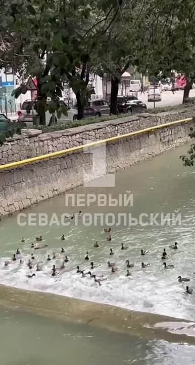 «Утиный водоворот»: пернатые устроили шоу в реке Ялты