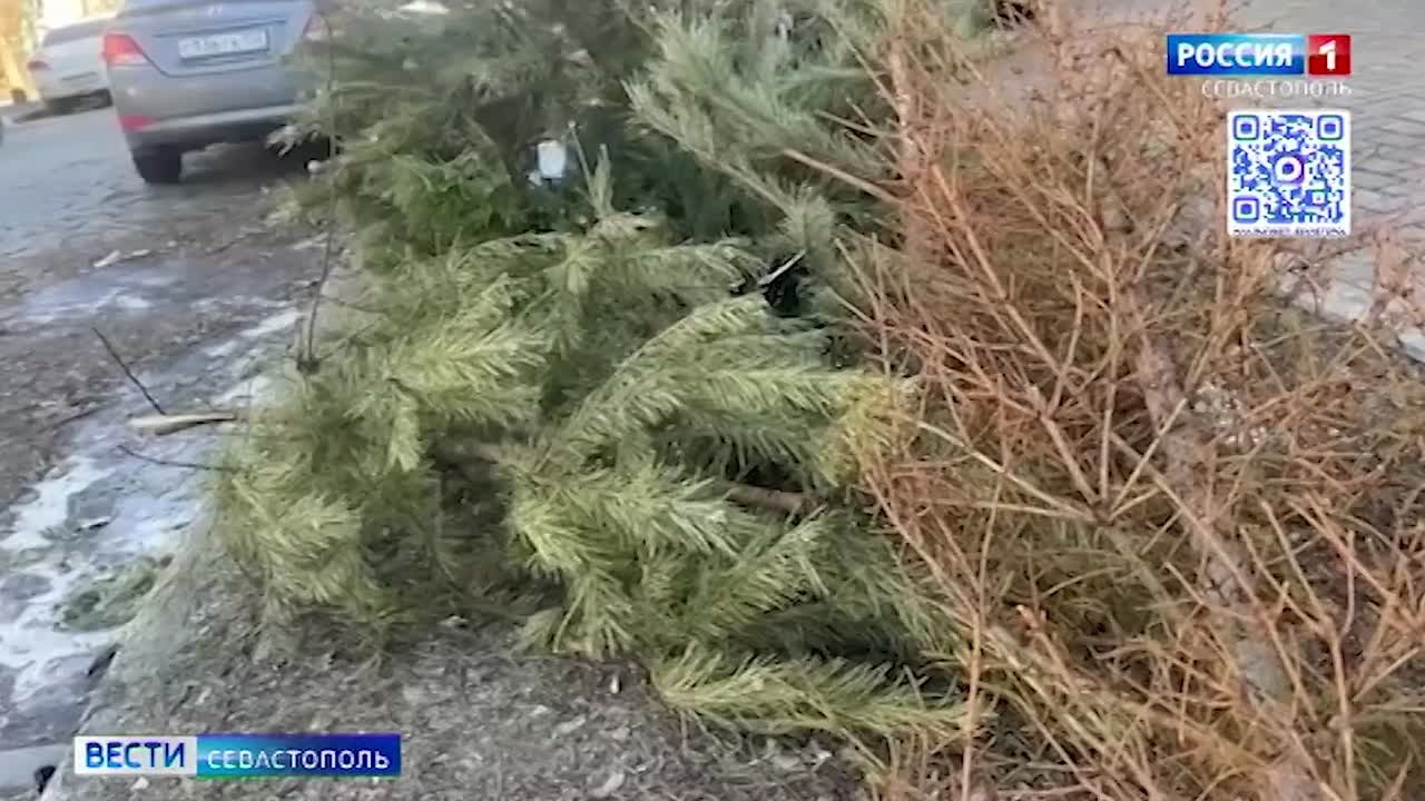 Экологичная утилизация: в Севастополе оборудовано десять точек приёма ёлок