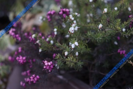 ��� ������ � ����������� ����� �����!