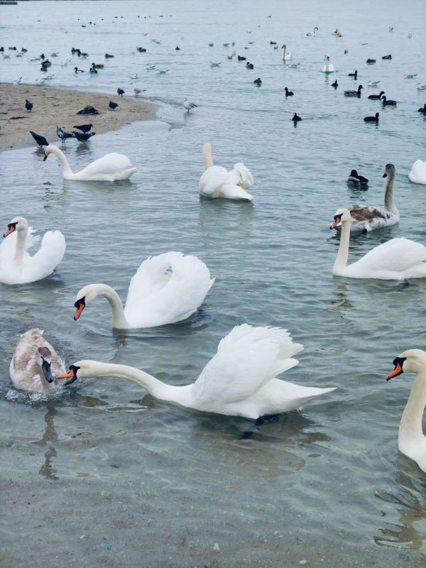 ������� ����, ������!. � ����������� ��� ������������ �������