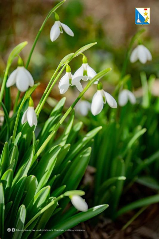 ������ ������ ����������� ������� � � �����������