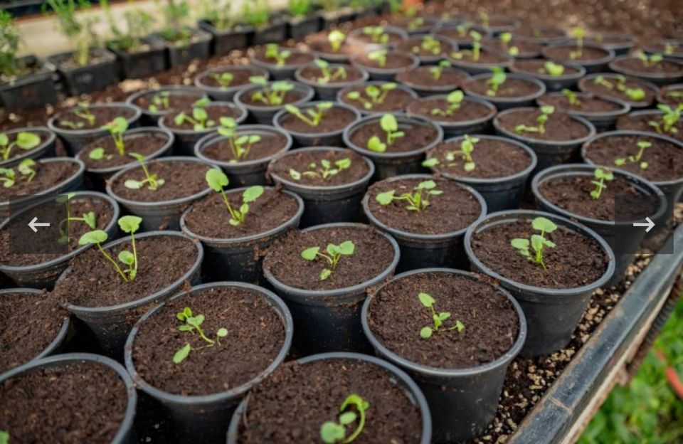 � ��������������� �������� ������ ���������� ������� ��� ������ �����