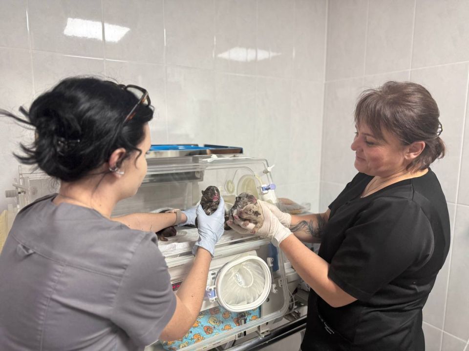 ������� ���������: ������� ����� ������ ������������ �� ������ 2026 ����