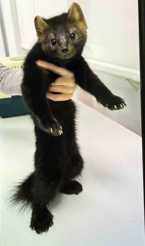 ������� ���������: ������� ����� ������ ������������ �� ������ 2026 ����