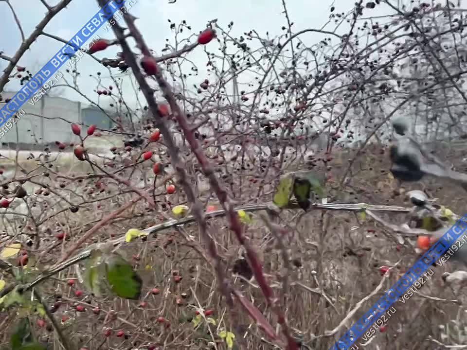 ���� �������� ��������. ����� ����� ��� ���������� ����������