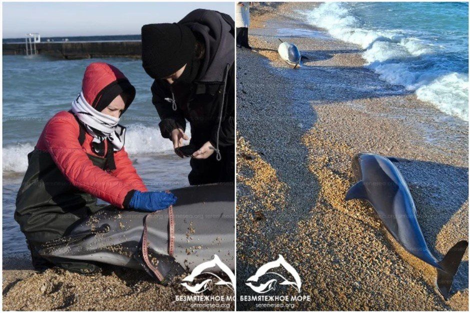 В Севастополе в прибрежной зоне Парка Победы, Омеги и Стрелецкой бухты нашли семь мертвых дельфинов