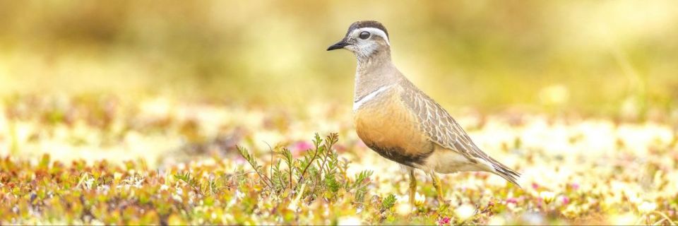 ��������� ���������: ������� ������� ������� � �������� XIII ��������������� ��������� ������� ������������� ������� �� �������� ������������ ������������ ���� ������