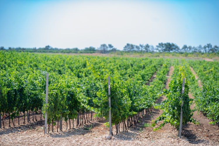 ����� 31 �������� ������� ���� � ��������� ��������� ��������������� �������� � ������� ����