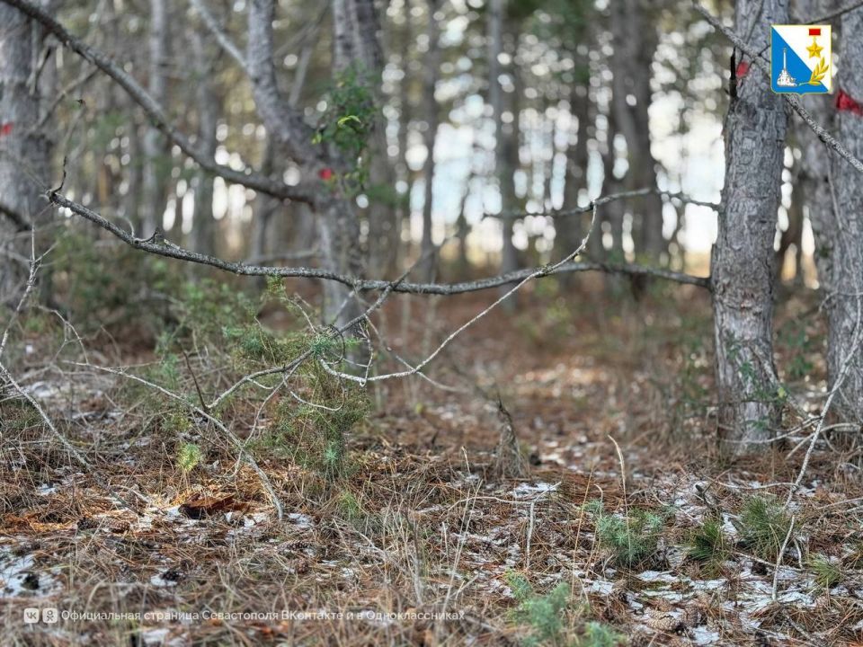 В Терновском лесничестве начали готовить деревья к обрезке сухостоя В Терновском лесничестве начали готовить деревья к обрезке сухостоя