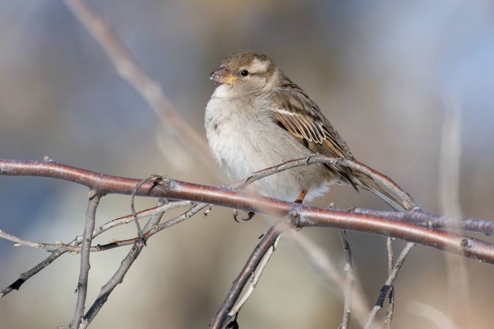 � ������ ������� 44 �������� ��������