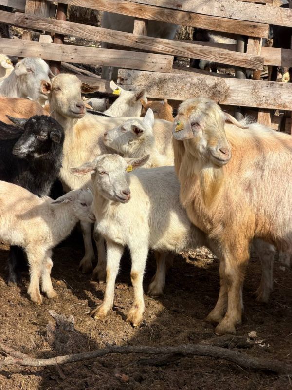 ������� ���������: ����������� ������������ ���������� � ���������� ����������� ������� �������� ����� �� ���������� � ���������� ������ ������������