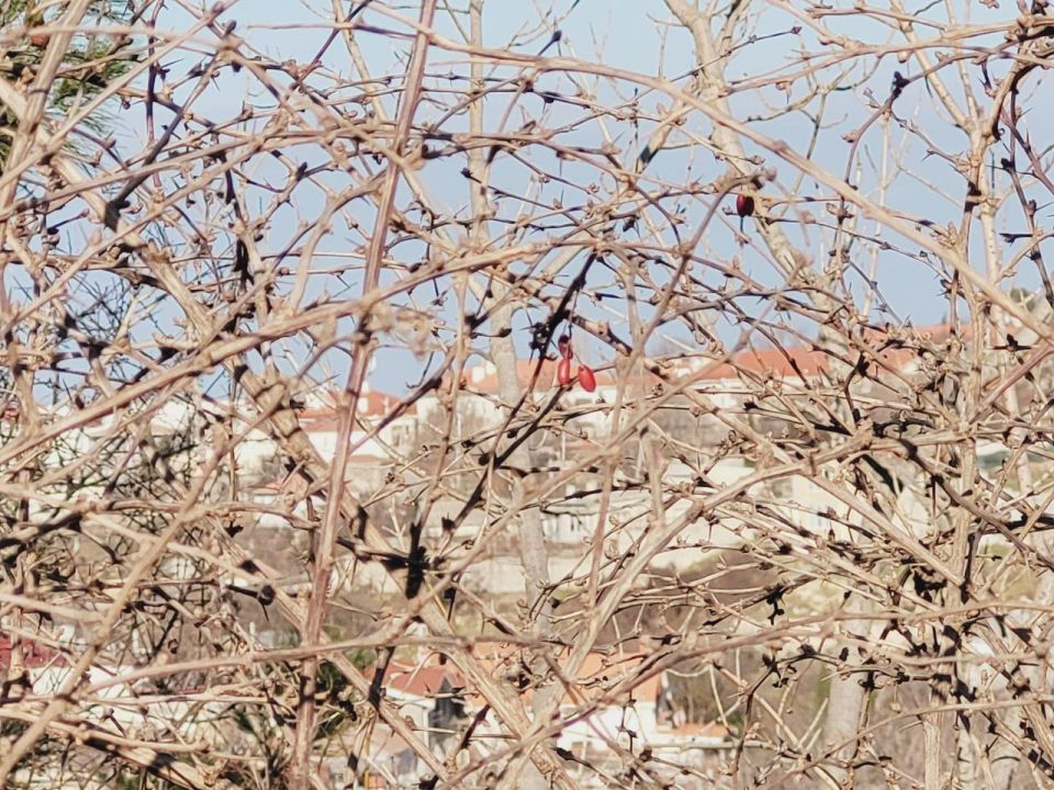 Акция «Зелёная улица» делает Севастополь ещё красивее! Акция «Зелёная улица» делает Севастополь ещё красивее!